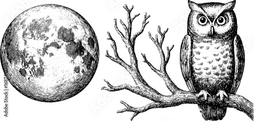 Vintage harvest moon and owl illustration set for autumn designs