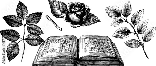Vintage herbarium collection: engraved illustrations of pressed flowers and leaves