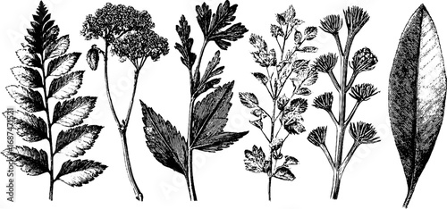 Detailed herbarium engraved collection of pressed botanical specimens for design