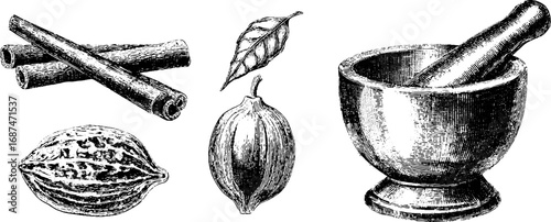 Indian spices engraved illustration set featuring cinnamon and nutmeg
