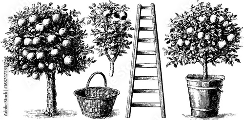 Orchard engraved collection featuring apple trees, basket, and ladder for vintage design