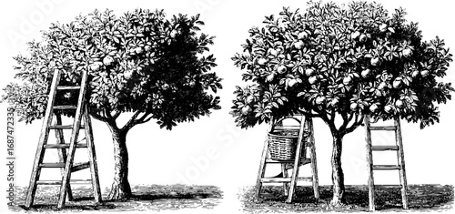 Vintage orchard apple tree engraving set for retro design and print