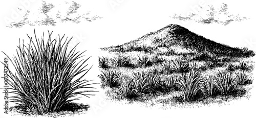 Prairie grass and tuft engraved illustration set for natural design