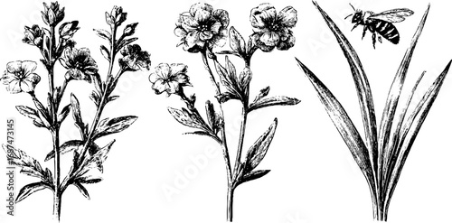 Engraved spring meadow illustration set featuring wildflowers and bee