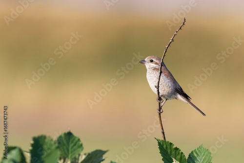 Tableau sur toile Juvenile red-backed shrike (Lanius collurio)