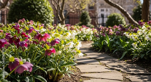 Beautiful Garden Path with Blooming Lenten Roses.