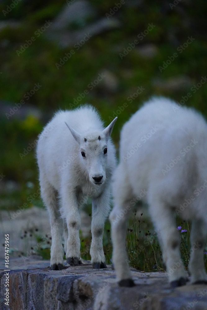 Obraz premium Mountain Goat