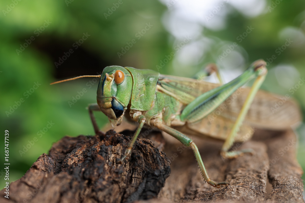 Fototapeta premium One locust on snag outdoors, closeup. Wild insect