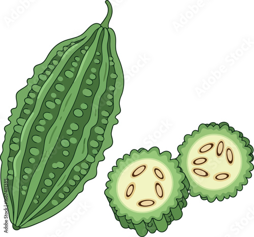 Bitter melon vegetable fresh organic healthy food ingredient culinary ingredient vector