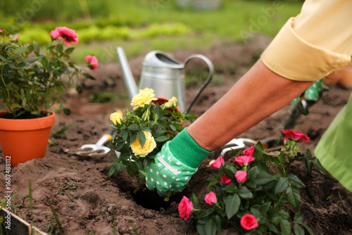 Φωτογραφία Woman in gloves transplanting beautiful rose flowers into soil in garden, closeu