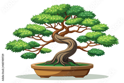 bonsai tree isolated on white