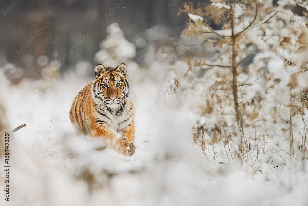 Obraz premium Amur tiger Panthera tigris altaica walking through snowy forest vegetation during winter