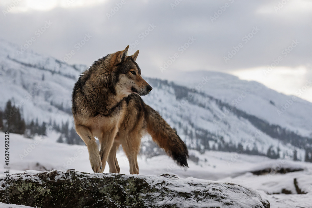 Obraz premium Eurasian wolf Canis lupus standing on snowy mountain rock