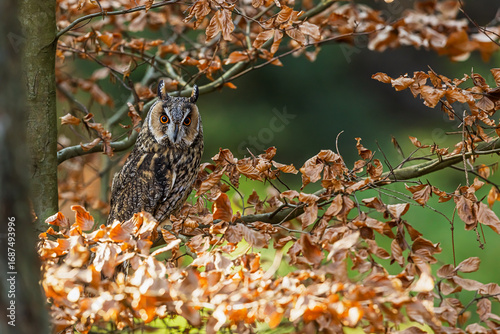 Long eared owl Asio otus perched among autumn leaves in forest