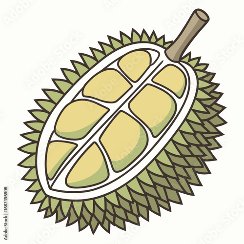 Illustration of a cut durian fruit showing its creamy segments