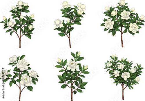 PrintWhite gardenia flower bush set, blooming gardenia plant illustration, botanical floral vector collection, decorative garden shrub isolated on white background