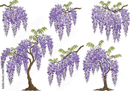 PrintWisteria trees and hanging purple flower clusters with green leaves, botanical garden plants for seasonal nature art, vector illustration set