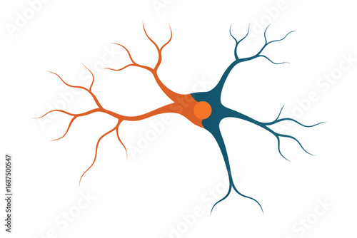 Simplified neuron model showing dendrites and axon for neuroscience illustration
