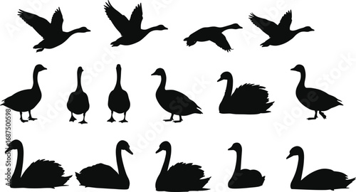 Silhouettes of swans and geese in different poses, including flight and rest, ideal for nature, wildlife, and bird-related vector designs.