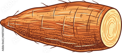 A hand drawn illustration of a cassava root, also known as yuca. This realistic drawing of a starchy vegetable is great for food, recipe, and agricultural designs.