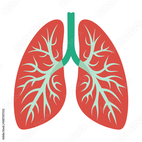 Medical illustration of healthy human lungs, respiratory system anatomy, healthcare concept