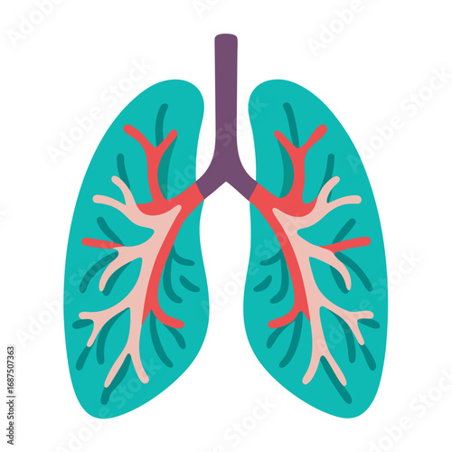Anatomy of the human lungs, illustration of the respiratory system for medical and educational purposes