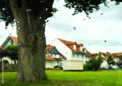 Kleinstadtpanorama bei Regen mit baum auf grüner Wiese vor Häuserreihe und Himmel in Kleinstadt bei Regen am Nachmittag im Sommer