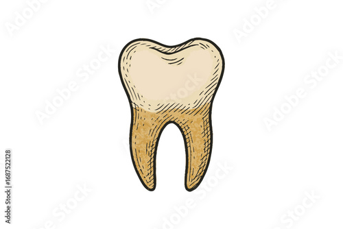 Vintage Human Tooth Illustration