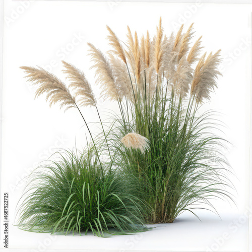 Isolated pampas grass plants with fluffy plumes on a white background view
