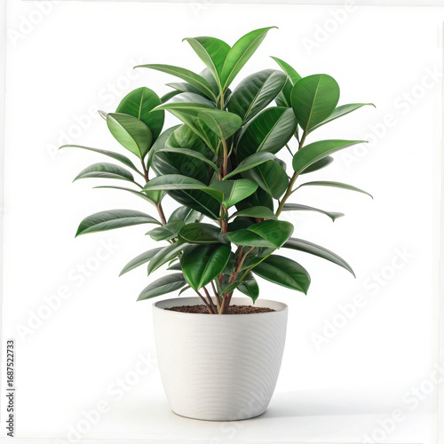 A ficus plant with glossy green leaves in a white pot on a white background