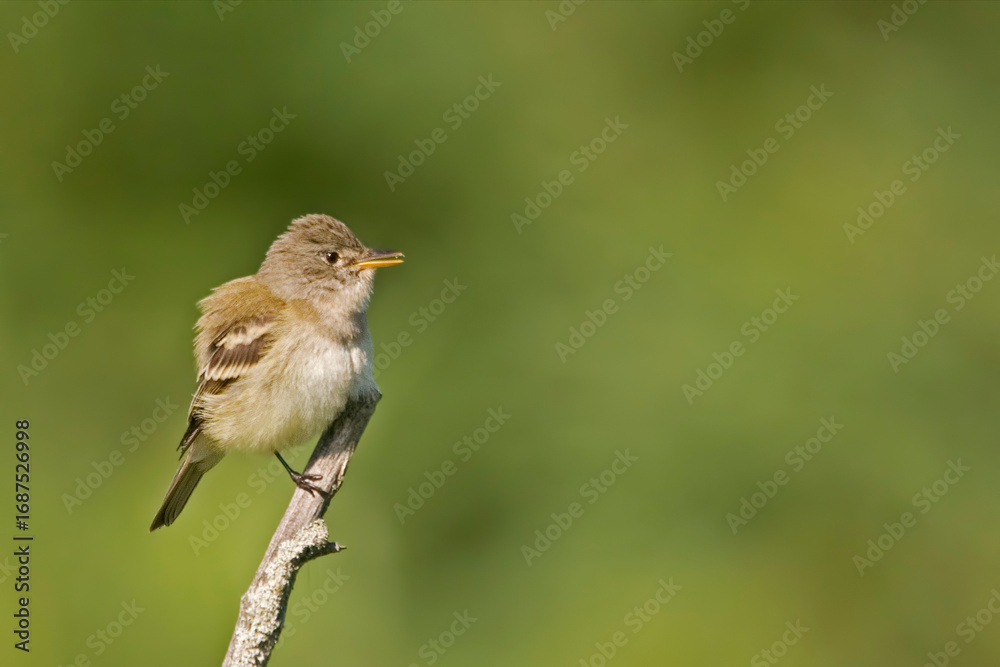 Fototapeta premium Willow Flycatcher, Empidonax traillii, with green background
