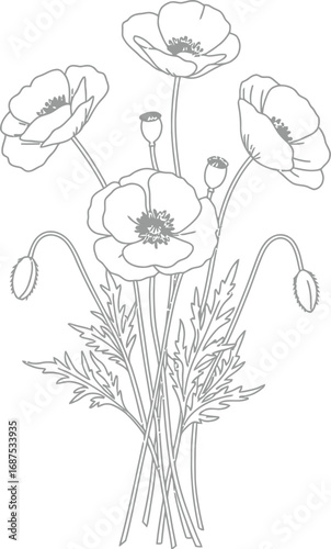 a delicate sketch of poppies with intricate petals and stems