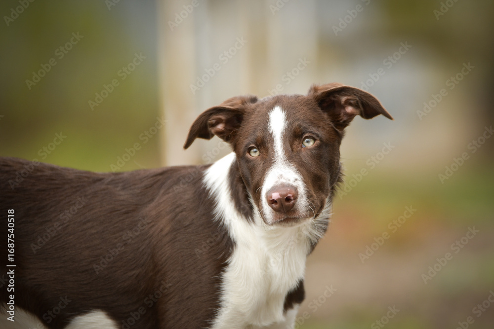 Fototapeta premium Spring portrait of dog in nature. He is so cute in the nature. He has so lovely face 