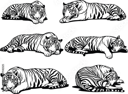 Tiger illustration, wildlife art, big cat drawing, resting tiger pose, animal anatomy, striped predator, feline sketch, nature design, exotic wildlife artwork