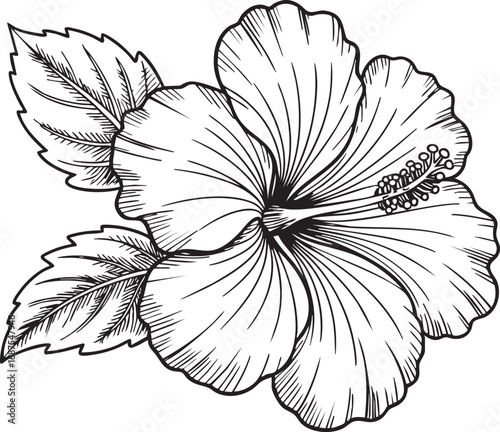 Hibiscus Flower Line Art – Black and White Botanical Floral Illustration