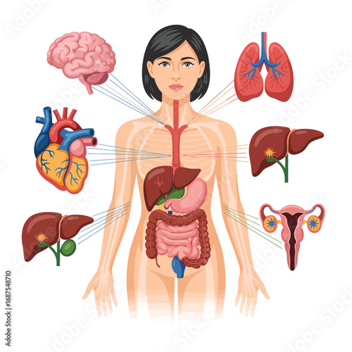 Illustration of human body with major organs and systems