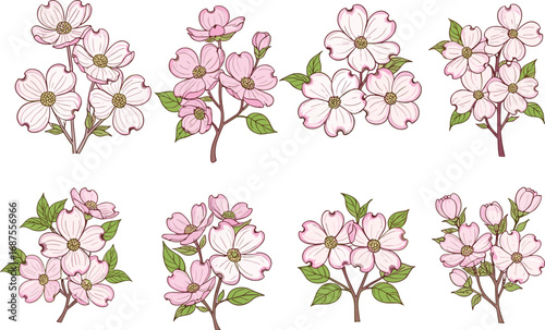 Pink dogwood flower botanical illustration set, detailed floral vector art, spring blossom clipart, decorative plant design, nature drawing, isolated bloom graphic collection
