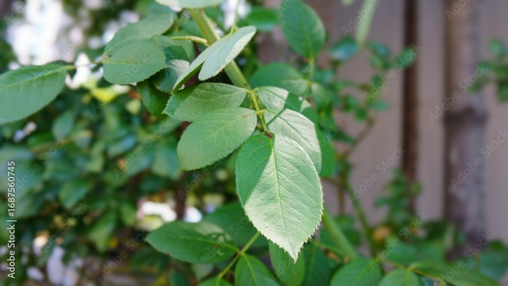 Obraz premium Close up of a green leaves