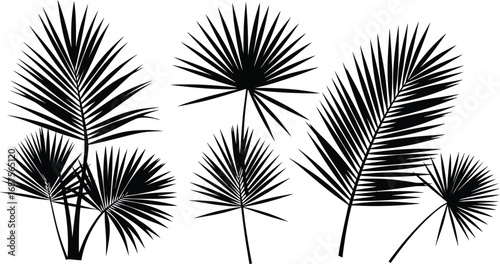 black palm leaf silhouettes arranged artistically on transparent background