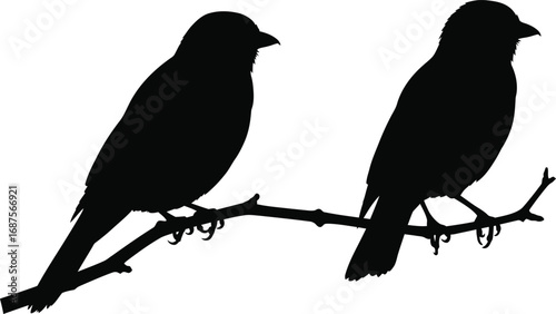 two birds perched on branch on transparent background