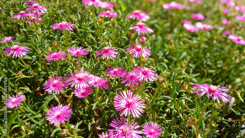 Fototapeta premium Pink flower in the garden