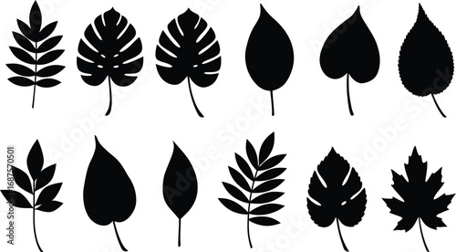 various leaf silhouettes displayed neatly on transparent background