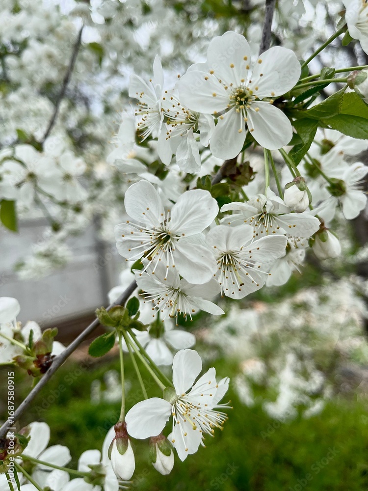 Obraz premium apple tree blossom