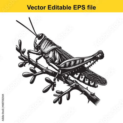  detailed engraving of a grasshopper perched on a thorny branch, isolated on white background