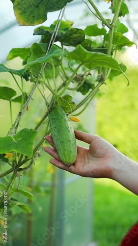 Closeup of a woman hand harvesting fresh cucumber from a greenhouse vine in summer. Concept of organic farming, healthy nutrition, gardening, and sustainability. Symbol of natural lifestyle, eco