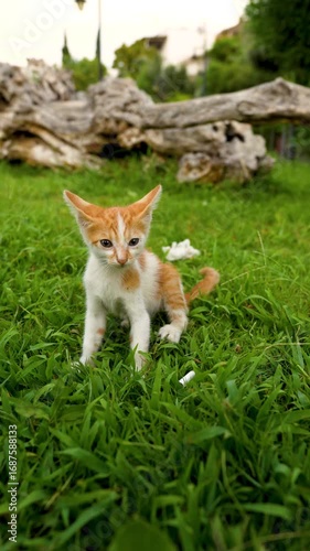 Cute kitten scratching on the grass in the garden