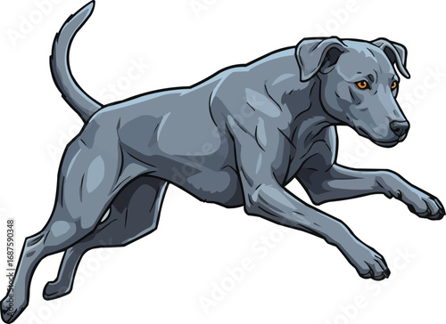 Blue Lacy dog jumping leaping vector illustration