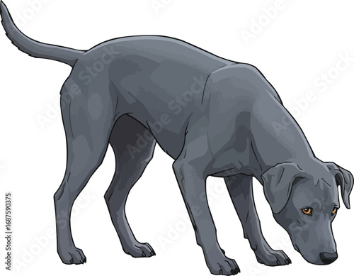Blue Lacy dog sniffing ground scent tracking pose illustration