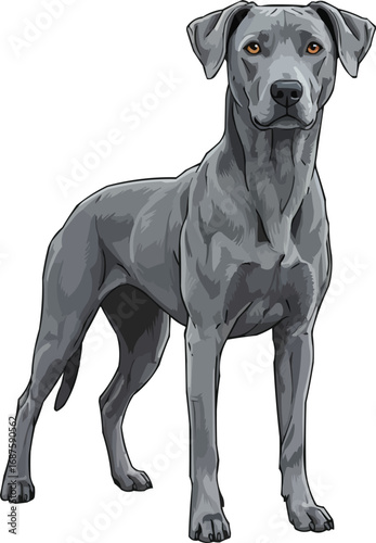 Blue Lacy dog standing alert facing front vector illustration