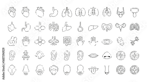 Human body organs line icons set anatomical structure and medical symbols for healthcare design and educational purposes
